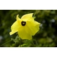 thumbnail image 7 of 40 AMBRETTE / MUSK MALLOW Hibiscus Abelmoschus Moschatus Flower Seeds, 7 of 7