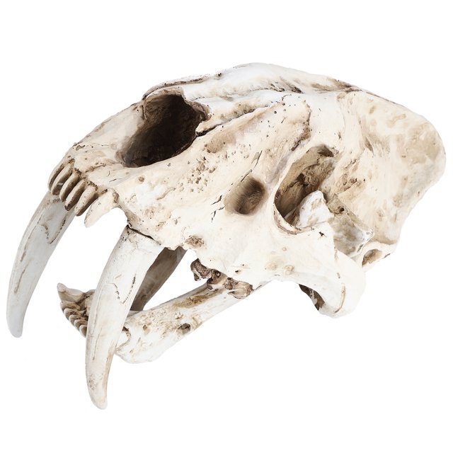 Resin Skeleton Model Realistic Tiger Skull Head Skull Model Animal Simulation Replica Animal Resin Tiger Skull Interior Decoration Props Ornaments