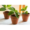thumbnail image 3 of ⭐ Gardenera Organic Plant Propagation Premium Potting Mix - Achieve Ideal Air and Moisture Balance - 10 QUART, 3 of 3