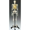 Adult Skeleton-Female
