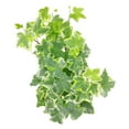 thumbnail image 2 of Golden English Ivy - 4 inch + Plastic Pot, 2 of 9