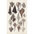 thumbnail image 3 of Sowerby, G.B. 16x24 Black Modern Framed Museum Art Print Titled - Seashell Array I, 3 of 5
