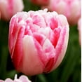 thumbnail image 4 of Easy to Grow Tulip Foxtrot 10 Plant Bulbs Double Group, Spring Zones 3-8, 4 of 6