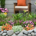 thumbnail image 5 of Expert Gardener 1.5PT Blue Salvia Live Perennial Plant Sun 5 -Pack, 5 of 7