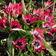 thumbnail image 3 of Shade Friendly Tulip Tarda Flowers, 12 Bulbs - Attracts Bees & Butterflies - Spring Blooming, Easy to Grow & Maintain, 3 of 7