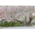 thumbnail image 2 of Jones, Adam 14x11 White Modern Wood Framed Museum Art Print Titled - Light snow on pink dogwood tree in early spring-Louisville-Kentucky, 2 of 4