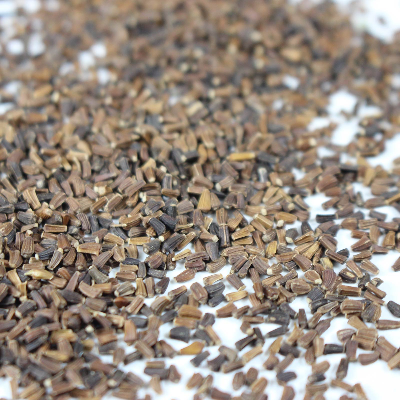 What Do Mum Seeds Look Like atelieryuwa.ciao.jp