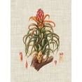 thumbnail image 2 of Vision Studio 15x18 Black Ornate Wood Framed with Double Matting Museum Art Print Titled - Elegant Tropicals IV, 2 of 4