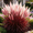 F, variant on Pampas Grass-Ornamental Grass,Low Maintenance,for Garden,Ideal for Beds Borders Plant Pots & Planters