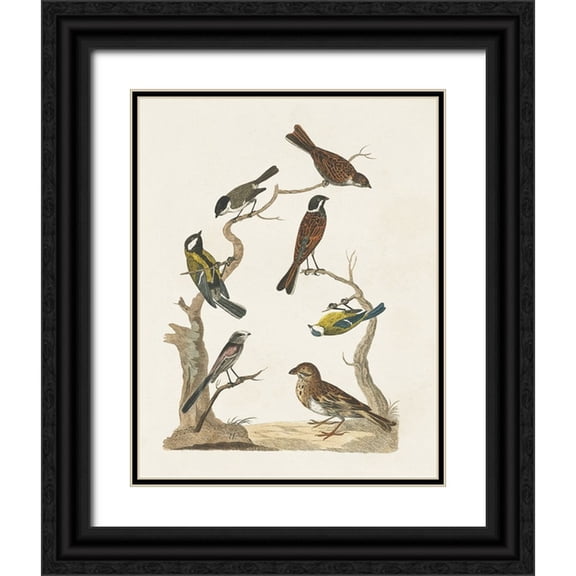 Vision Studio 12x14 Black Ornate Wood Framed with Double Matting Museum Art Print Titled - Antique Birds in Nature II