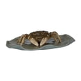 thumbnail image 4 of Mascota de té de cangrejo Strade Fareast Limited cambia de color estatuilla para decoración de mesa 10,5 cm x 3 cm, 4 of 8