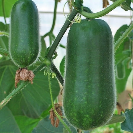 Gourd Seeds - New Jang Sin - Hybrid - 2 g Packet ~10 Seeds - Non-GMO F1 Hybrid - Asian Garden Vegetable