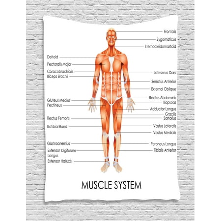 Coral Wall Hanging Human Anatomy Tapestry, Muscle System Diagram of Man Body Features Biological Elements Medical Heath Image, Wall Hanging for Bedroom Living Room Dorm Decor, Coral, by Ambesonne ()
