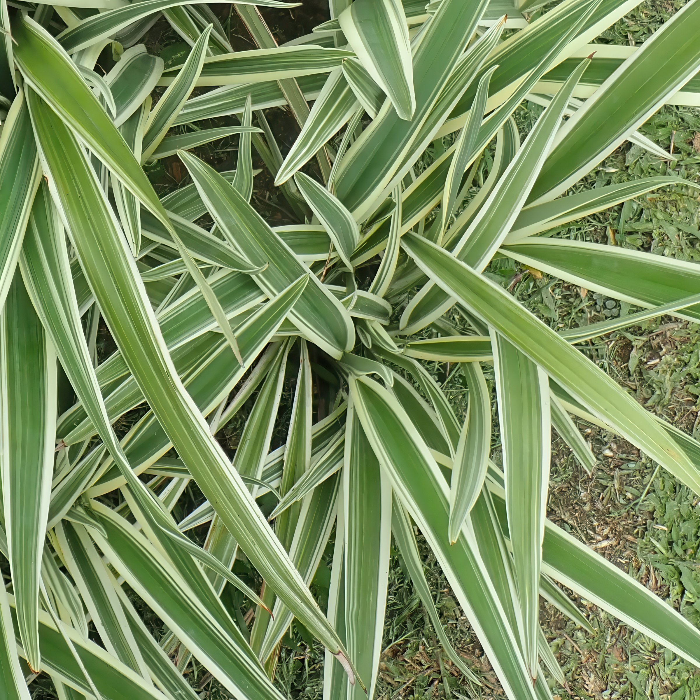 3 gal. Dianella Flax Lilly Plant
