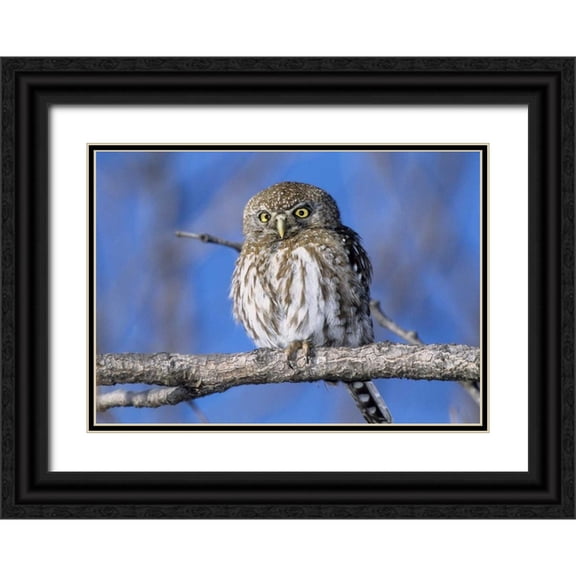 Williams, Joanne 32x24 Black Ornate Wood Framed with Double Matting Museum Art Print Titled - Zimbabwe Close-up of pearl spotted owl on branch