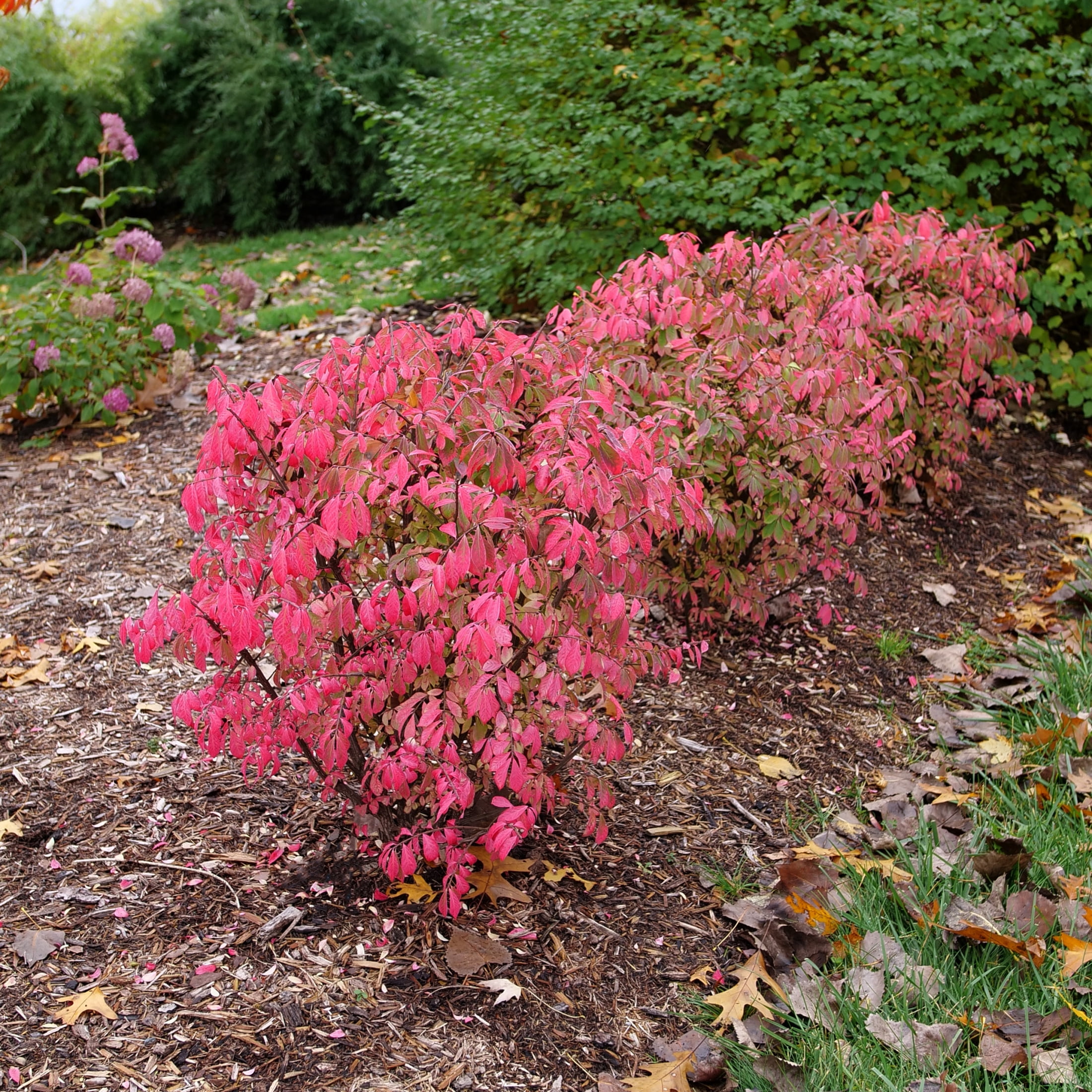 Proven Winners ColorChoice 5" Red Fire Ball Seedless Burning Bush Live Plant in 4.5" Pot (4 Count)