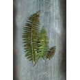 thumbnail image 2 of Schlabach, Sue 23x32 White Modern Wood Framed Museum Art Print Titled - Woodland Fern VI, 2 of 4