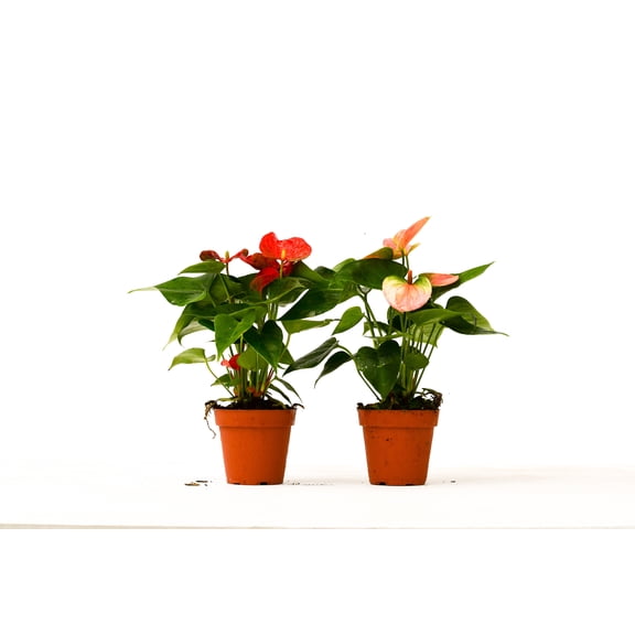 2 Anthurium Variety Pack - 4" Pots