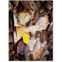 Trademark Fine Art "Birch Leaf" Canvas Art by Kurt Shaffer