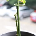 thumbnail image 1 of Pot Stand Forme Plante Anti-Rouille Durable Anti-Déformée Longue Durée Larges Applications Réutilisables Plante Escalade Robuste Plante Supports Piquets pour Amaryllis, 1 of 8