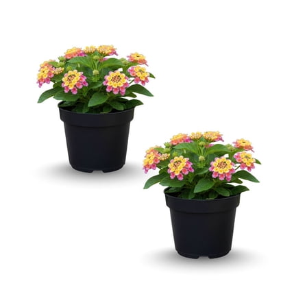 Pink to Red Lantana Live Plant for Outdoor Planting, Outdoor Blooming 4 Inches Tall, Vibrant Lantana for Sunny Gardens