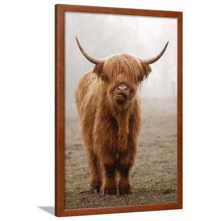 Scottish Highland Cow Framed Print Wall Art By Franz Peter Rudolf - Scottish Highland Cow Framed Picture Scottish Highland Cow Framed Print Wall Art By Franz Peter Rudolf - Scottish Highland Cow Framed Picture