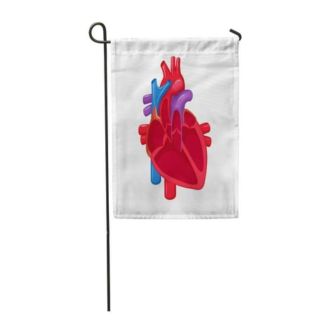 KDAGR Human Heart Anatomy Medical Science Internal Organ Atrium and Ventricle Aorta Garden Flag Decorative Flag House Banner 28x40