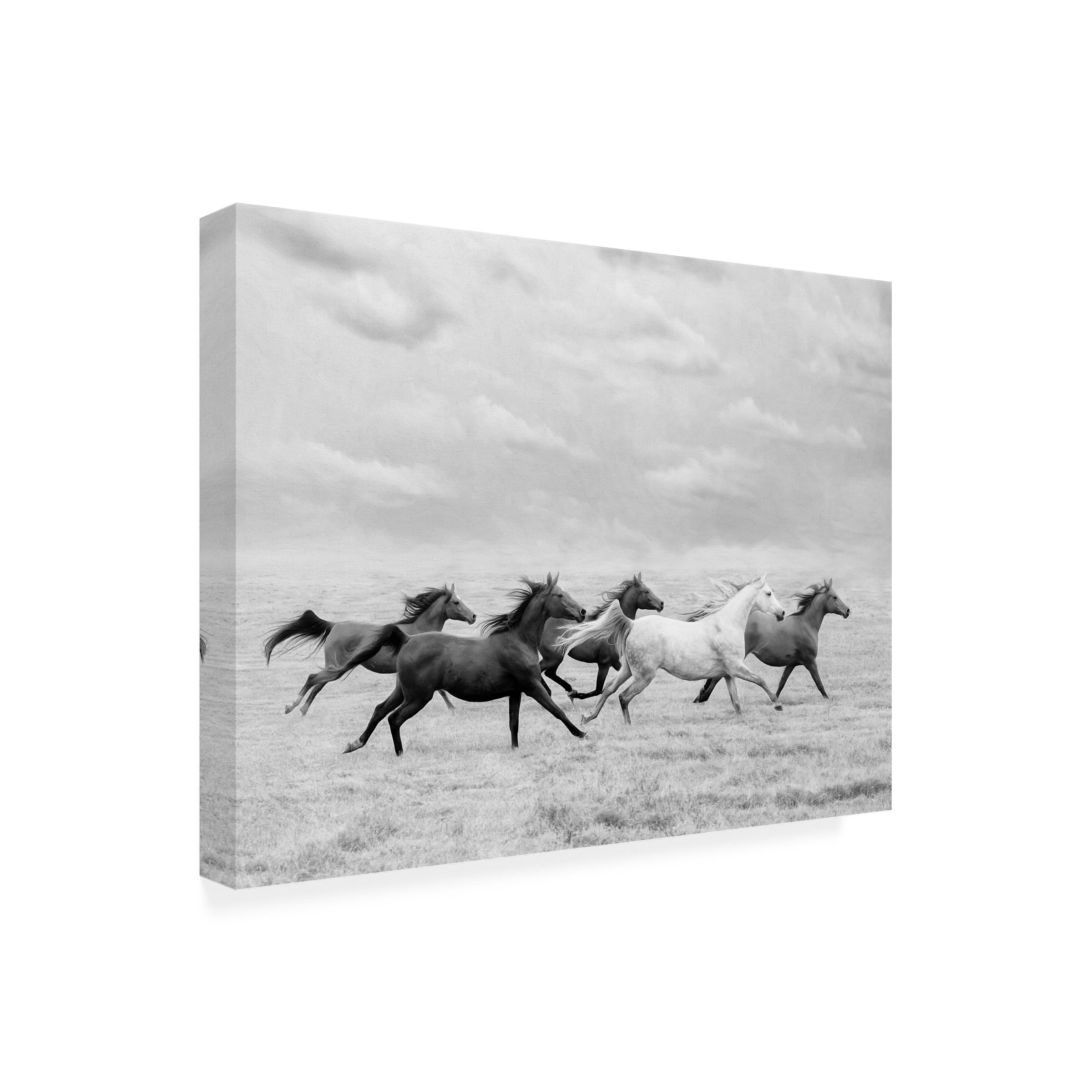 PHBurchett 'Horse Run I' Canvas Art