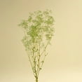 thumbnail image 5 of Raw Sola Wood Flowers - Centerpiece/Vase/Pot/Bouquet Fillers - -Mini Gyp Basil Green, 5 of 8