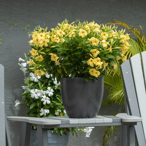 National Plant Network 1 gal. Mandevilla Sun Parasol Sunbeam Annual Plant with Yellow Flowers