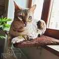 thumbnail image 4 of Cama Con ventana para gatos Pretty Kitty acogedora cama para gatos 12.5 x 16 pulgadas lavable, 4 of 5