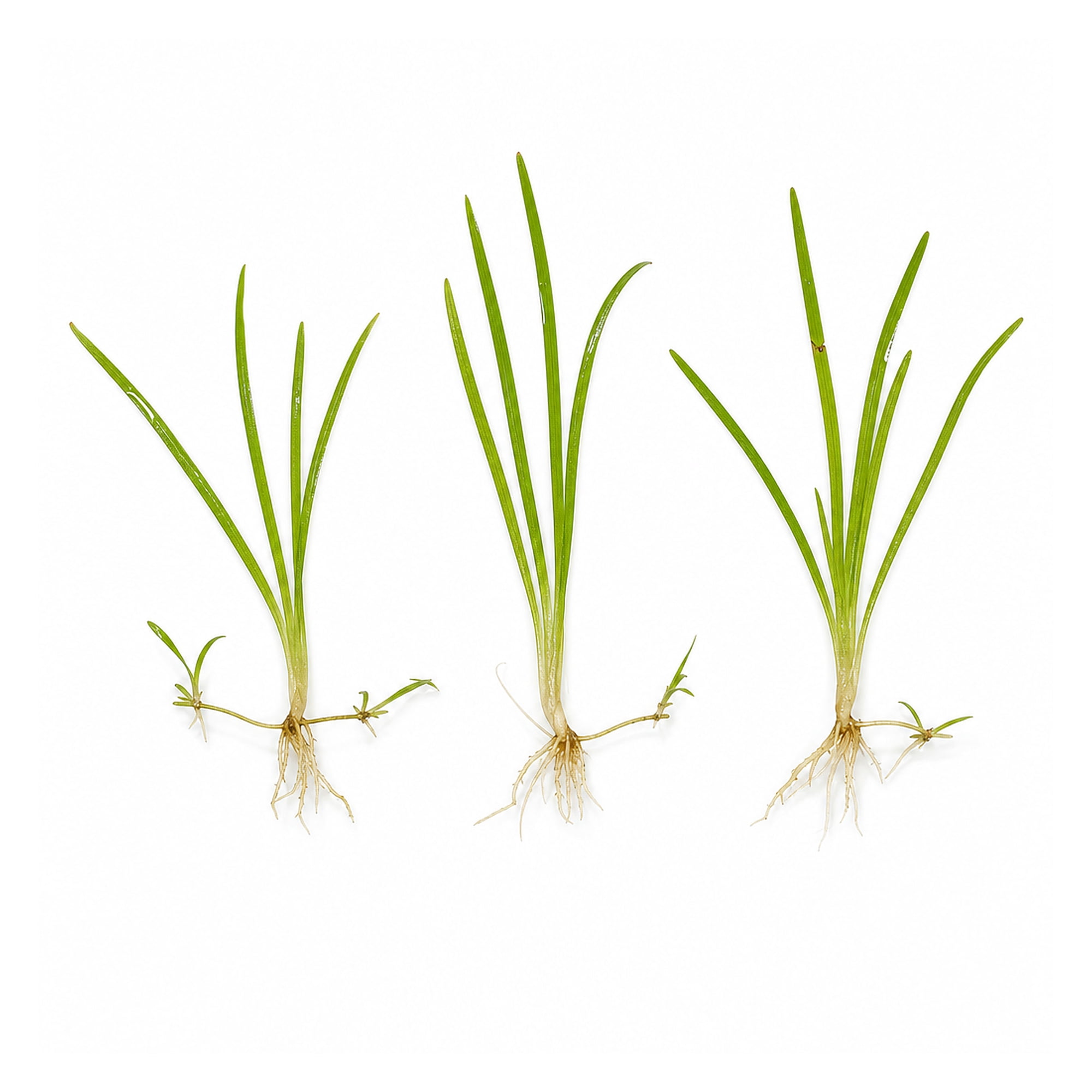 Canton Aquatics Chain Sword Narrow Leaf Live Aquarium Plants, 3 Pack Bare Root