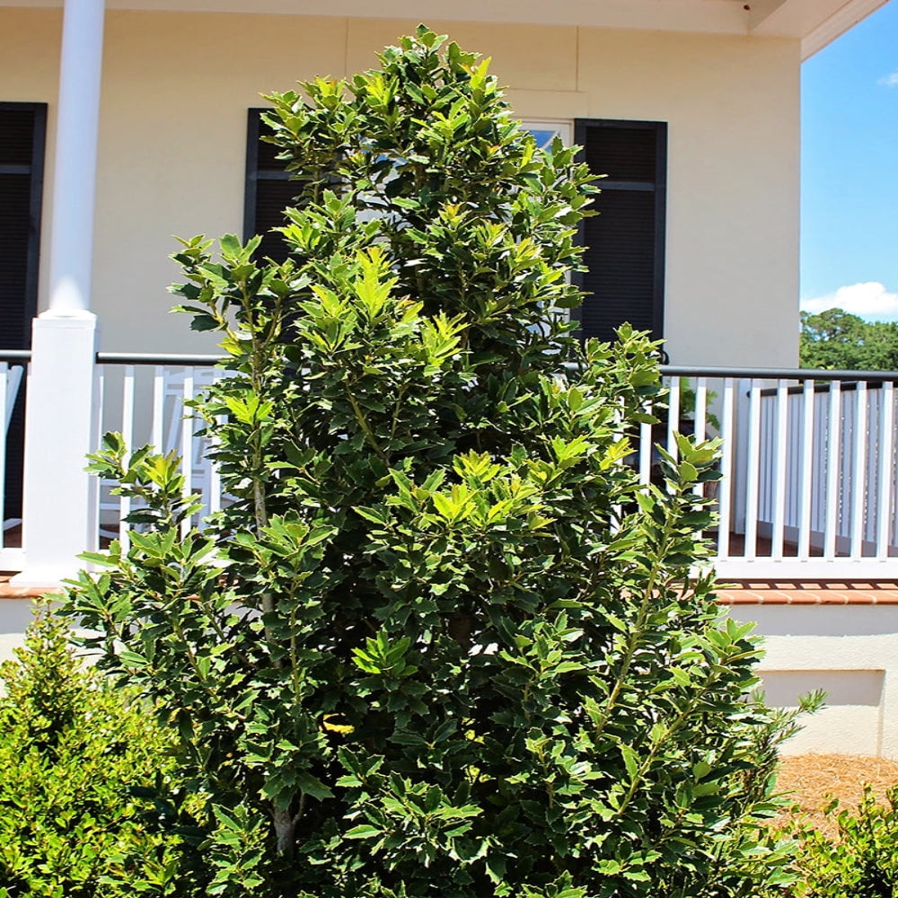 Expert Gardener 1-2 ft. tall Oakleaf Holly Live Tree