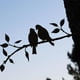 thumbnail image 3 of Pájaros del amor en una rama, decoración de pared de Metal, árbol, arte, pájaro de Metal, jardín, carteles artísticos de pared, pegatinas de pared colgantes negras, 3 of 3