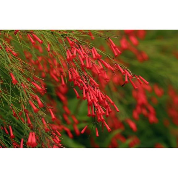 Russelia Equisetiformis Firecracker Plant Poster Print, 36 x 24 - Large