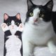 thumbnail image 3 of Toalla de mano AGRIMONY Cat Funny para baño y cocina - Cute D, 3 of 6