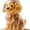 Color-6, variant on Chihuahua Candy Jar, Airtight Dog Treat Container, Pet Treat Biscuit Jar with Lid, Food Storage Kitchen Jar, a Gift for Pet Lovers