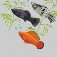 thumbnail image 3 of Wayfare Art Canvas Prints Poster, Animal 8 x 10 inch Wall Decor Canvas Artwork, Mollies Fish, 3 of 7