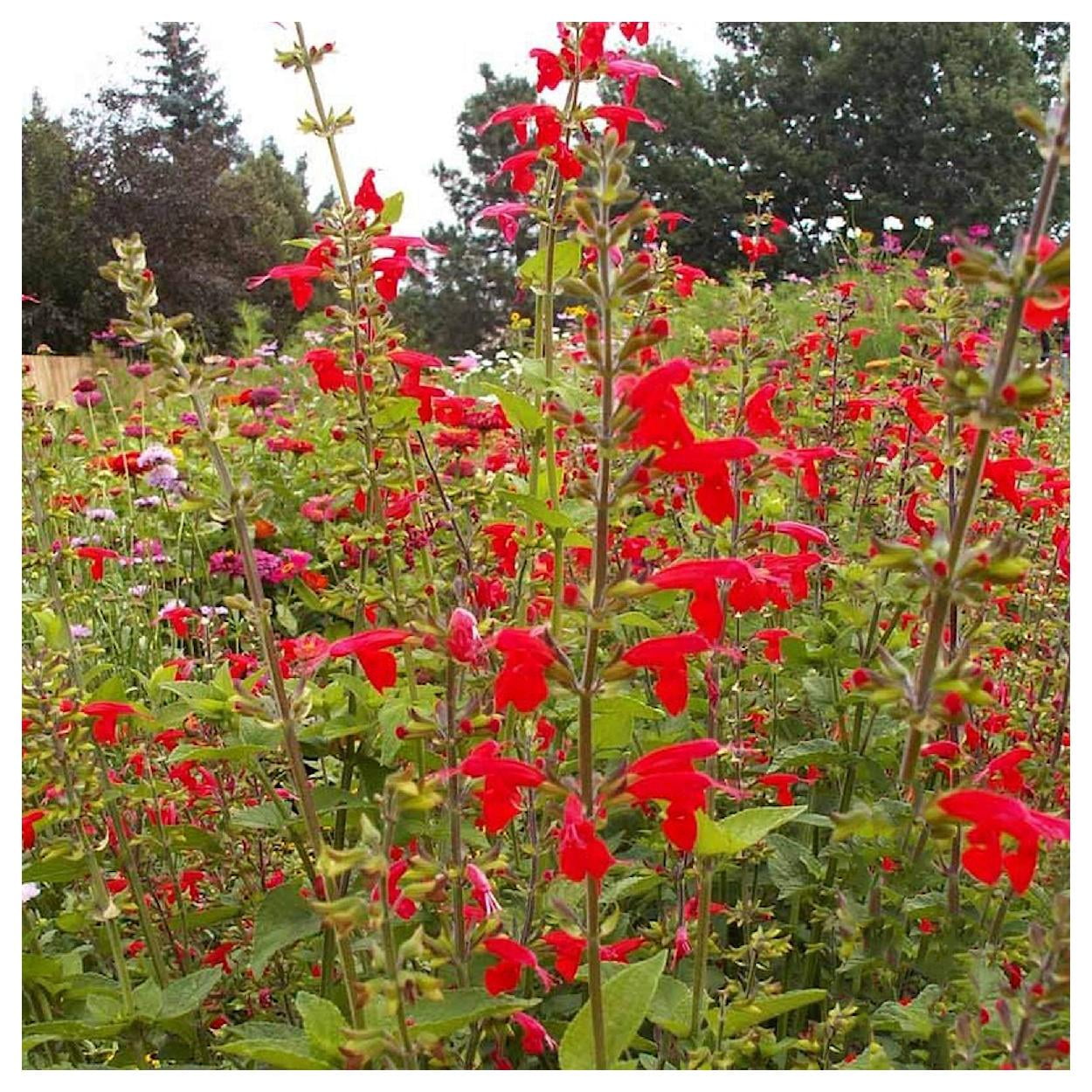 Everwilde Farms - 1/4 lb Scarlet Sage Native Wildflower Seeds - Gold Vault Bulk Seed Packet