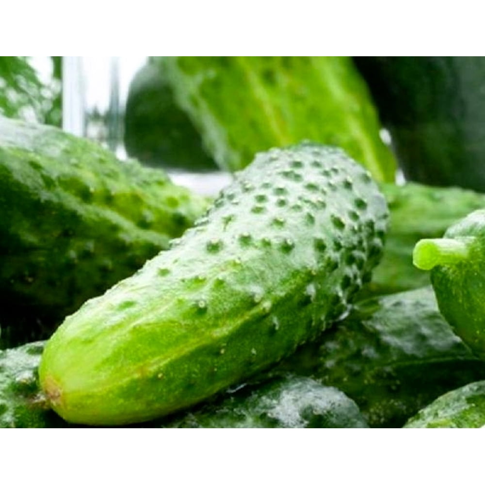100 Boston Pickling Cucumber Seeds NONGMO Fresh Heirloom Garden Seeds