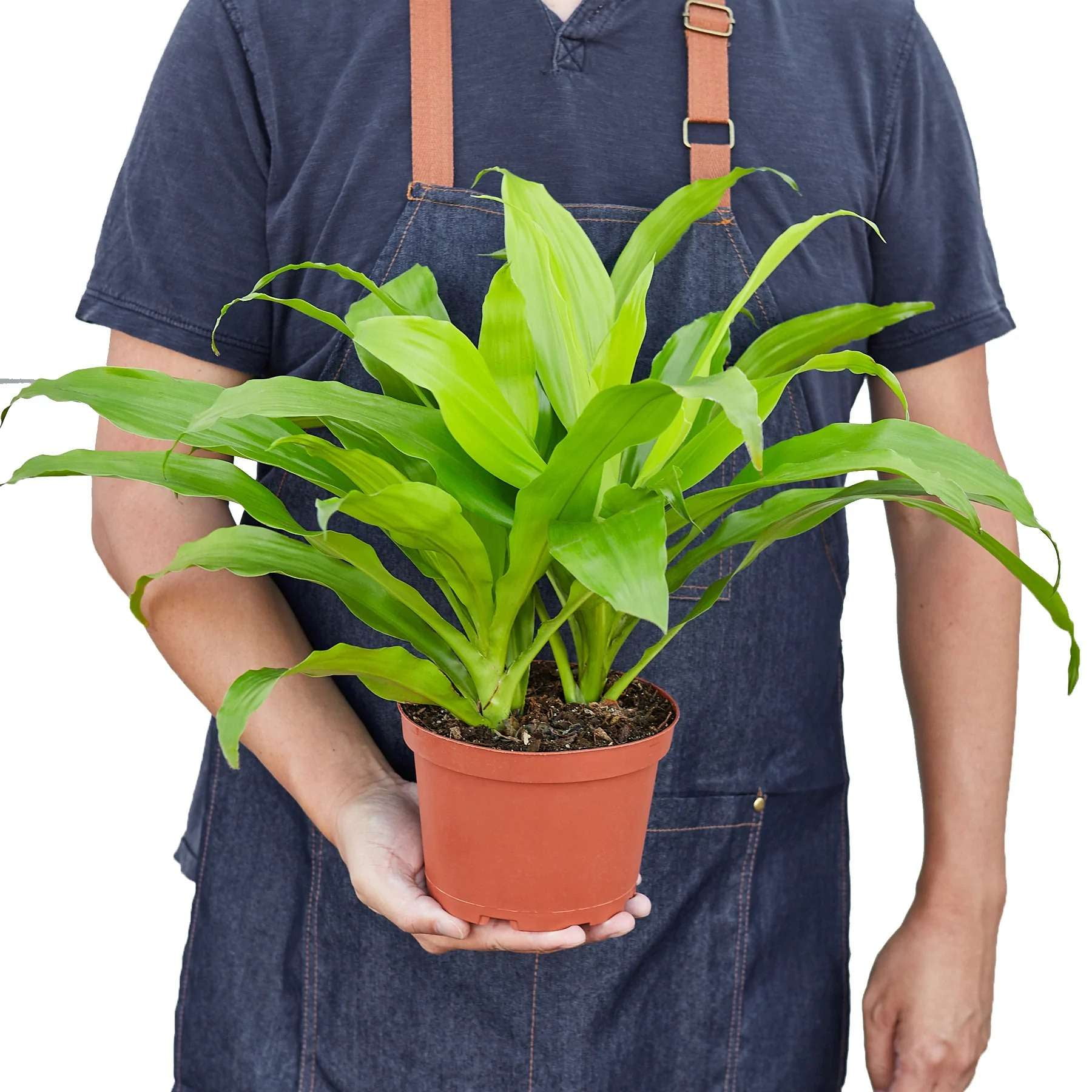 Dracaena Lime Light Live Plant for Indoor | Different Houseplants in 4'' & 6'' Pot | Real House Plant for Living Room, Office, Desk & Bathroom | Dragon Tree | Dracaena fragans