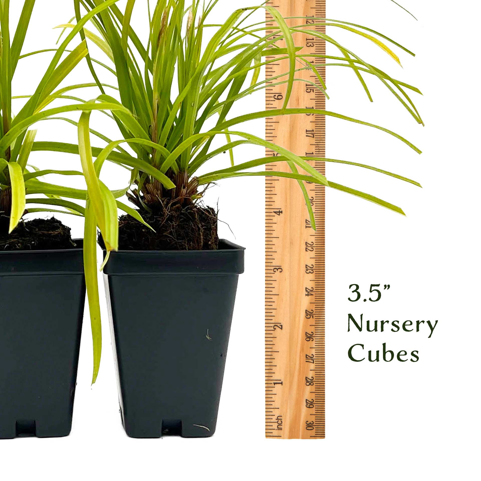 6 Everillo Sedge Grass – Evergreen Clumping Ornamental Grass with Arching Golden Foliage for Shade, Borders & Containers (Carex oshimensis ‘Everillo’) in 3.5″ Cubes, Live Plants