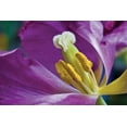 thumbnail image 2 of Lee Peterson 32x23 White Modern Wood Framed Wall Art Titled - Purple Tulip II, 2 of 5