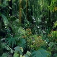 thumbnail image 5 of Orinice Tropical Rainforest Shower Curtain Green Leaves Plant Forest Landscape Palm Leaf Monstera Jungle Nature Scenery Exotic Botanical Bath Curtain with Hooks 36x72, 5 of 7