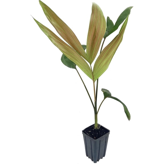 Red Flame Palm - Live Plant in a 4 Inch Growers Pot - Chambeyronia Macrocarpa - Extremely Rare Ornamental Palms from Florida