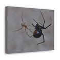thumbnail image 2 of Widow Spider Couple Widow Spider Couple Print Animal Wall Art Wildlife Canvas Prints Wall Art Ready to Hang Unframed, 2 of 18