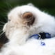 thumbnail image 5 of Collar para Gatos Mr. Pets, Reflectante, Ajustable azul marino Unitalla, 5 of 5