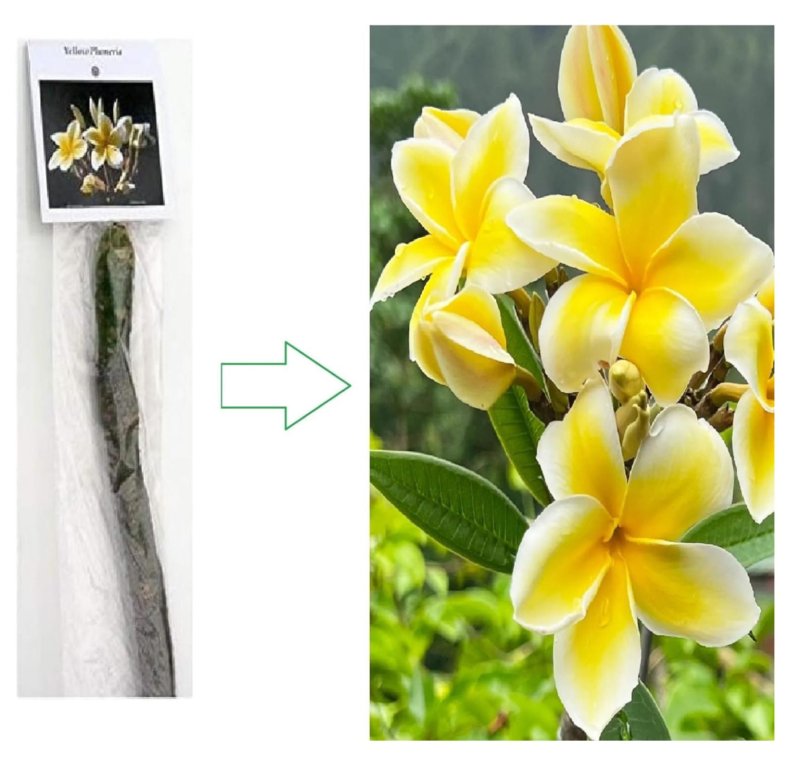 Yellow Hawaiian Live Plumeria Plant Cutting 10 inches, Full Sun