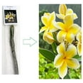 thumbnail image 6 of Yellow Hawaiian Live Plumeria Plant Cutting 10 inches, Full Sun, 6 of 9