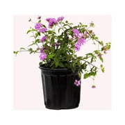 American Plant Exchange Lantana Lavender, 6-Inch Pot, Drought Tolerant Live Plant, Purple Cluster Flowers
